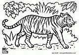 Tiger Kids Drawings Coloring Save Tigers Wild Children Popular sketch template