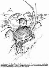 Coloring Pages Book Shells Sea Seashells Printable Ocean Color Dover Publications Adult Colouring Drawing Line Kleurplaten Doverpublications Shell Drawings Stamps sketch template