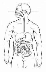 Digestive System Human sketch template