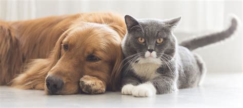 choosing ing   dog cat grab  pet choosing   dog