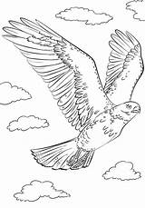 Hawk Pages Tailed Hawks Falcon Peregrine Coloringonly Colorare Disegno Falce Hur Flygande Ritar Falk Result Blackhawks Eagle Acessar Supercoloring Av sketch template