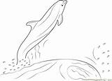 Dolphin Water Jumping Coloring Pages Coloringpages101 sketch template