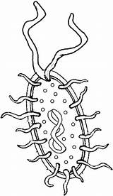 Coloring Bacteria Cell Prokaryote Pages Cells Drawing Simple Color Plant Science Biologycorner Prokaryotic Biology Animal Weird Tattoo Diagram Worksheets Getdrawings sketch template