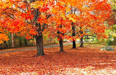 leaves fall  trees