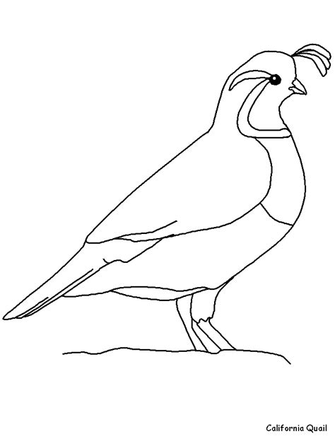 state bird coloring pages coloring home
