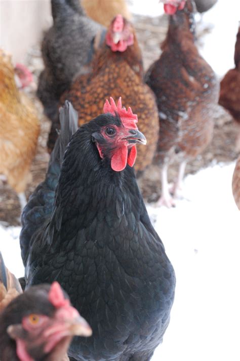 care  chickens  winter  questions answered backyard