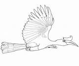 Hornbill Flying Rhinoceros Coloring Pages Categories sketch template