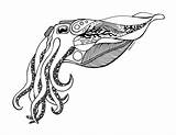 Cuttlefish Flamboyant sketch template
