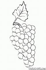 Uvas Racimo Uva Dibujo Grappolo Grappe Grapes Colorkid Berries Bacche Winogron Colorir Kolorowanka sketch template