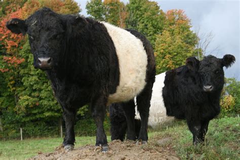 belted galloway       miniature cows breeds
