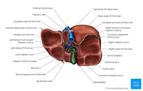Liver Functional Division Lobes And Segments Kenhub