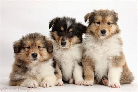 rules   jungle collie puppies