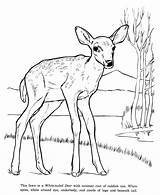 Deer Coloring Pages Animal Drawing Drawings Tailed Color Kids Printable Print Animals Wildlife Colouring Tail Simple Mule Female Wild Activity sketch template