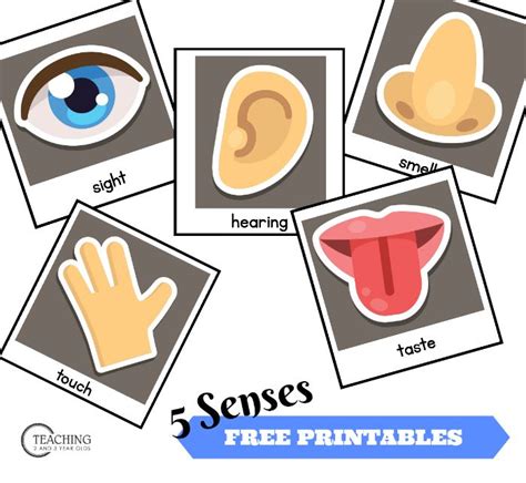 pictures   words  sensees  printables