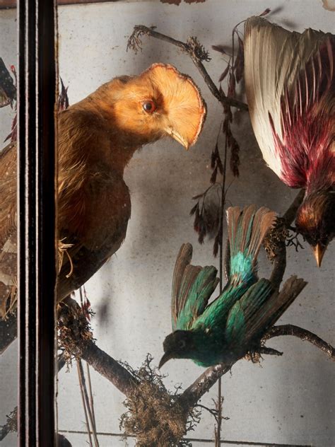 Taxidermy Composition With Rare Exotic Birds In A Large Bowed Glass