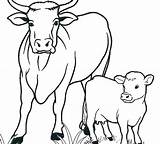 Coloring Colorare Mucche Mucca Lembu Gambar Cows Vitello Kanak Koleksi Webtech360 Mewarna Kreatif Disegni sketch template