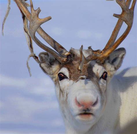 caribous  reindeers     fun animals wiki