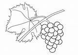 Coloring Grapevine Grape Vineyard Pages Vine Getcolorings Getdrawings Vines Drawing Edupics Large sketch template