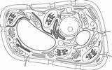 Vector Plant Cell Clip Ribosome Illustrations Similar sketch template