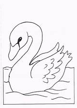 Cigni Cisne Cigno Zwanen Lebada Colorat Coloriage Disegno Imagini Cygnes Colorare Dieren Cisnes Lebede Swans Zwaan Ausmalbilder Stampa Desene Swan sketch template