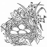 Nest Coloring Bird Pages Birds Beautiful Drawing Color Colouring Nests Template Tocolor Printable Drawings Book Empty Sketch Spring Print Place sketch template