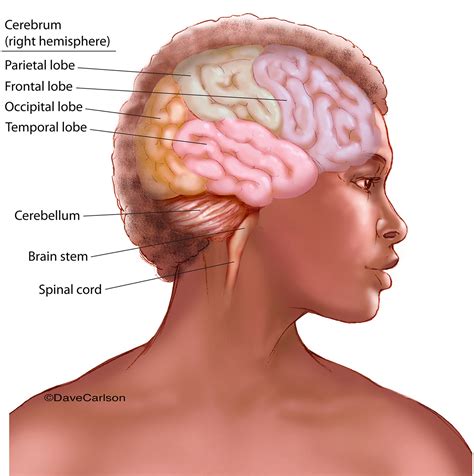 human brain lateral view  colored cerebral lobes carlson stock art