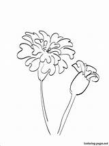 Marigold Drawing Coloring Flower Pages Line Tattoo Calendula Drawings Garland Draw Flowers Printable Result Getdrawings Sketch Dead Paintingvalley Choose Board sketch template