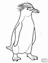 Macaroni Crested Christmas Pingwin Rockhopper Ausmalbilder Penguins Adelie Coloringhome Kolorowanki Coloringbay Ausmalbild Designlooter Pinguim sketch template