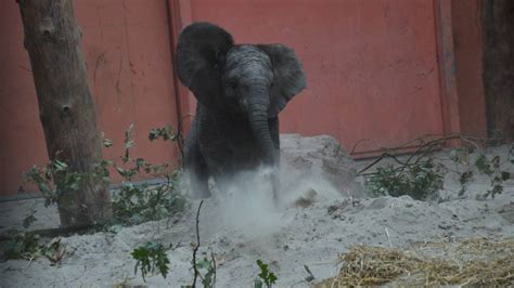 feest  de beekse bergen populair olifantje madiba vandaag een  jaar oud omroep brabant