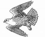 Falcon Coloring Peregrine Pages Designlooter Illustration Falco Hawk 21kb 500px Bird Ct Gov Gif sketch template