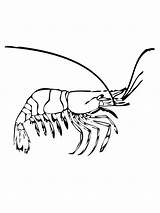 Coloring Shrimp Prawn Getcolorings Printable Color Pages sketch template