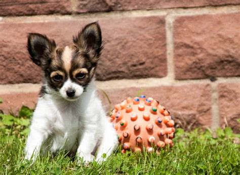 top  smallest dog breeds   world  mysterious world