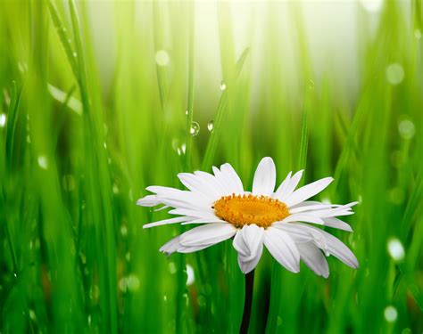 camomile white grass green water drops dew flowers spring freshness beauty daisy rosa flower hd