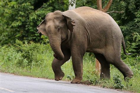 ny tourist trampled to death by elephants in thailand
