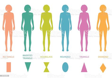 Female Body Types Anatomy Stock Vector Art 467603802 Istock