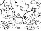 Lemur Coloring Pages Coloringpages4u sketch template