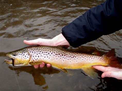 chicago trout bum driftless brown trout courtesy  anthony rosati