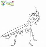 Mantis Coloring Pages sketch template