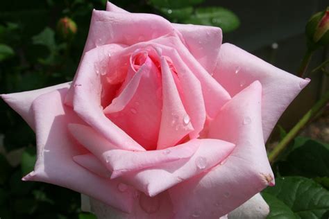 pink rose roses photo  fanpop