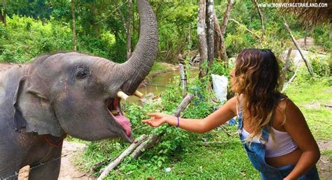 1 Day Chiang Mai Elephant Sanctuary Bon Voyage Thailand