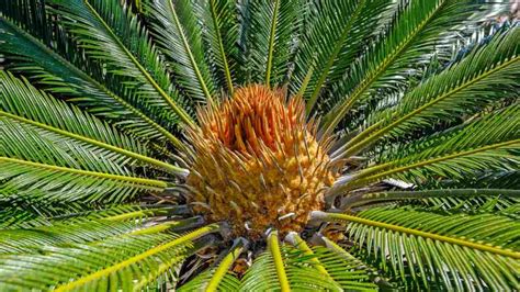 sago palm  complete care  safety guide