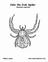 Crab Spider Coloring Labeling Spiders Citing Reference Exploringnature sketch template