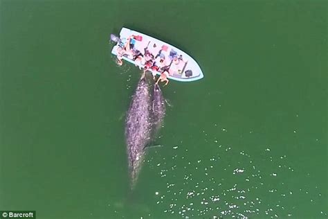 gray whales  tourists  pet   amazing drone footage daily mail