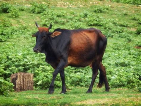 zebu cattle breed facts  origins characteristics