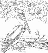 Pelican Coloring Pages Beach sketch template