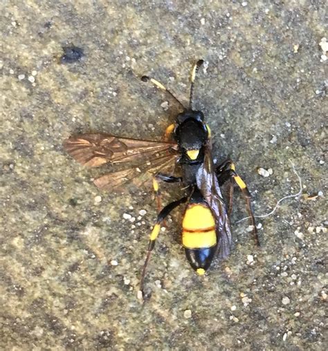 species identification   identify  wasp  insect