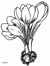 Coloring Pages Crocus Flowers Flower Print Spring Printable Kids Realistic Color Sheets Colouring Book Template Prairie Tulip Easily Visit Coloringpagebook sketch template