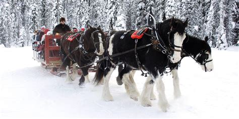 winter sleigh rides  weve  kids