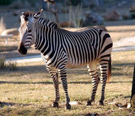 fileequus zebra disneys animal kingdom lodge orlando florida usa