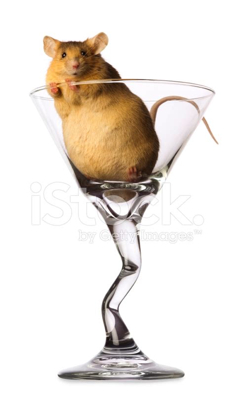 Cute Fat Mouse In Martini Glass Isolated On White Stock